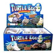 Hatch & Grow - Turtle Eggs